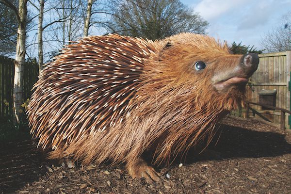 Huge Hedgehog At The Bwc Essential Surrey And Sw London 5586